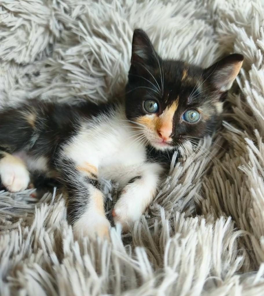 Malu, gata de porte pequeno para adoção em Salvador - BA — foto 4 de 5