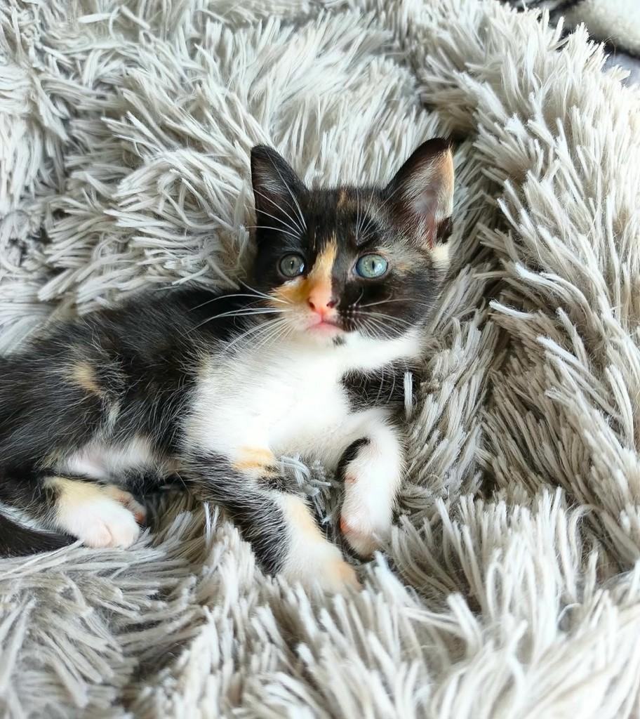 Malu, gata de porte pequeno para adoção em Salvador - BA — foto 5 de 5