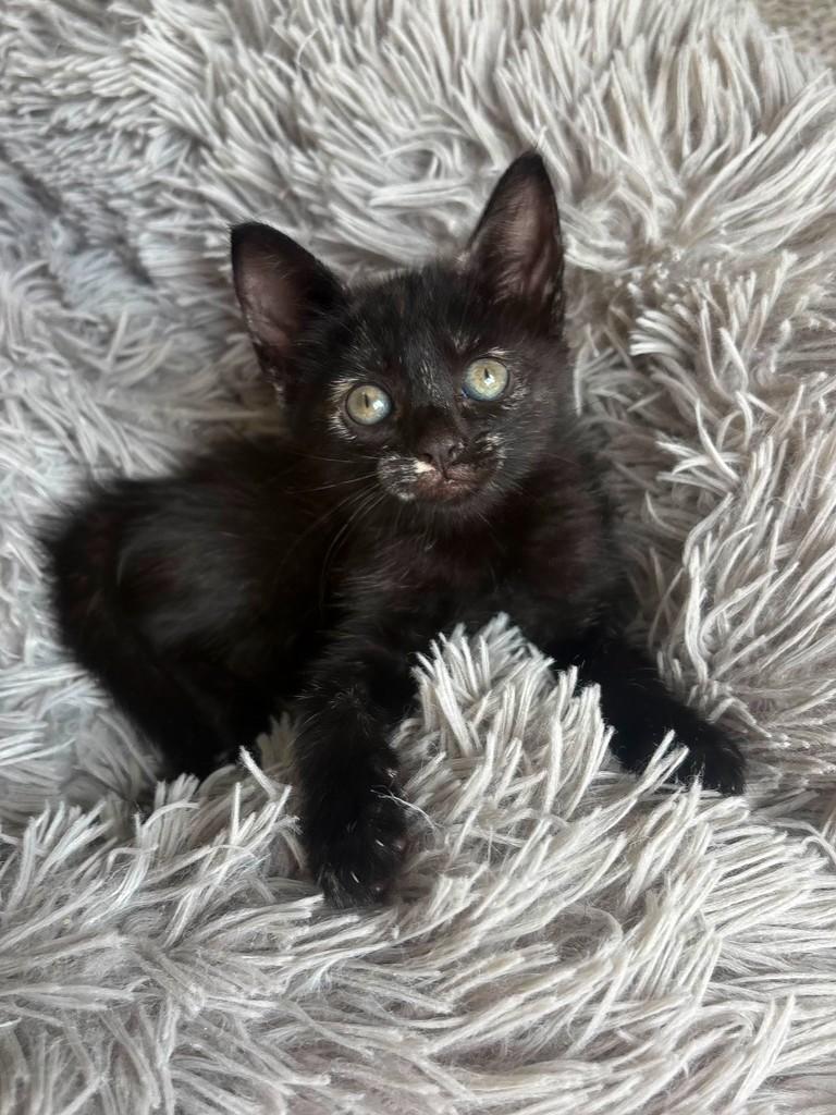 Mia, gata de porte pequeno para adoção em Salvador - BA