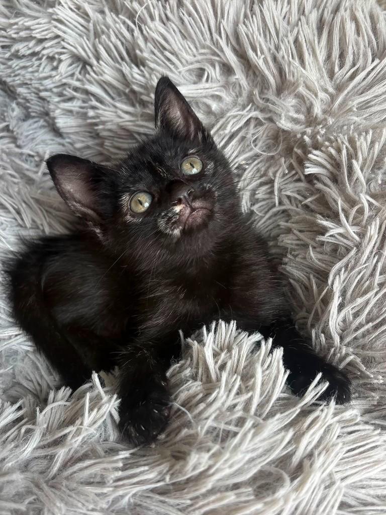 Mia, gata de porte pequeno para adoção em Salvador - BA — foto 2 de 4