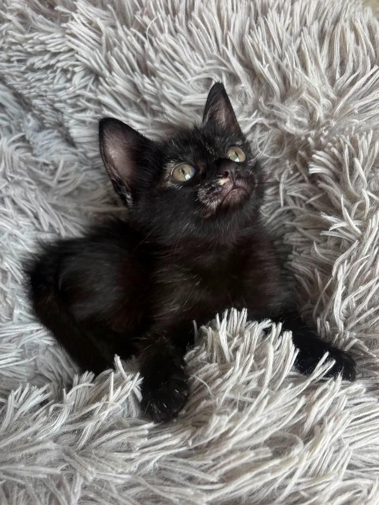 Mia, gata de porte pequeno para adoção em Salvador - BA — foto 3 de 4