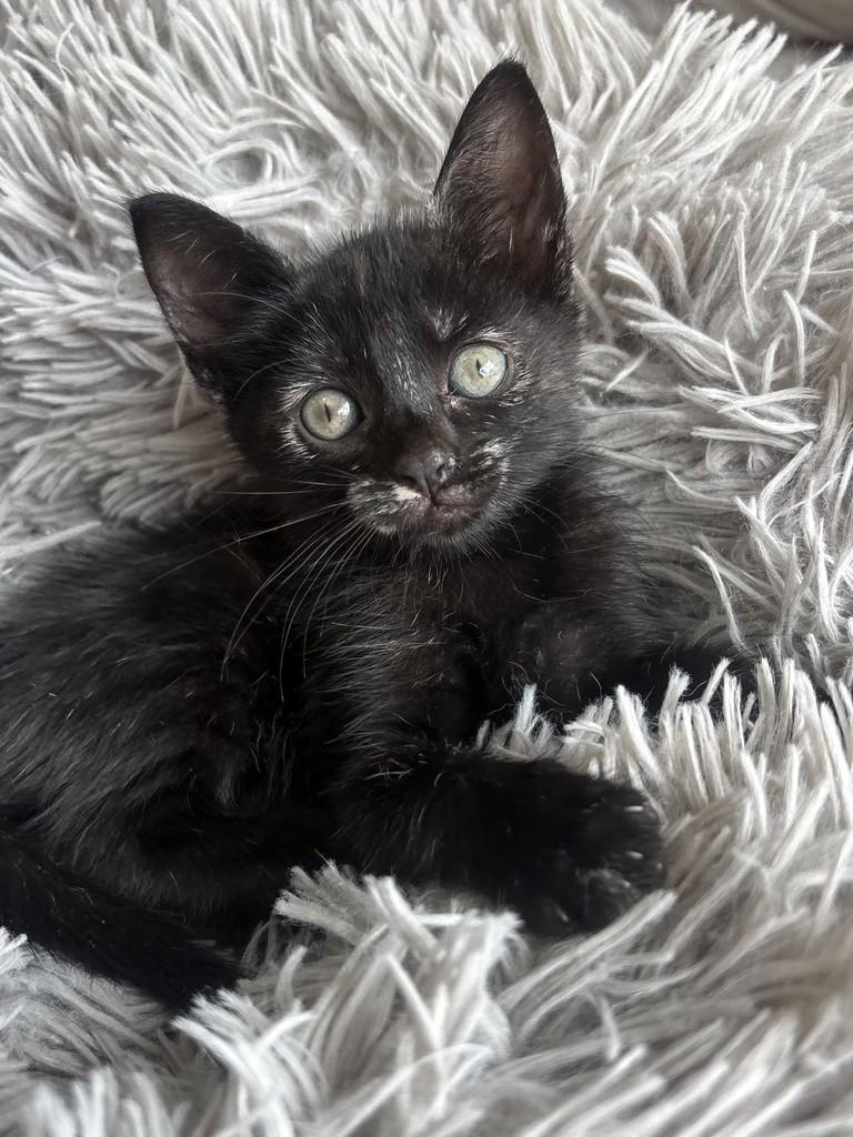 Mia, gata de porte pequeno para adoção em Salvador - BA — foto 4 de 4