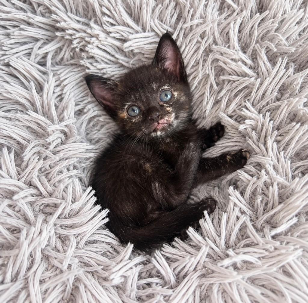 Alice, gata de porte pequeno para adoção em Salvador - BA