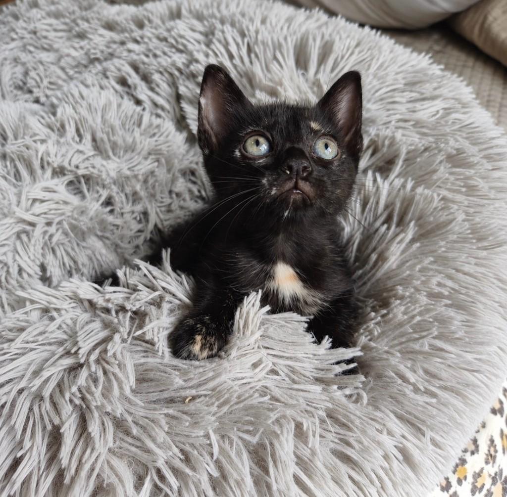 Molly, gata de porte pequeno para adoção em Salvador - BA