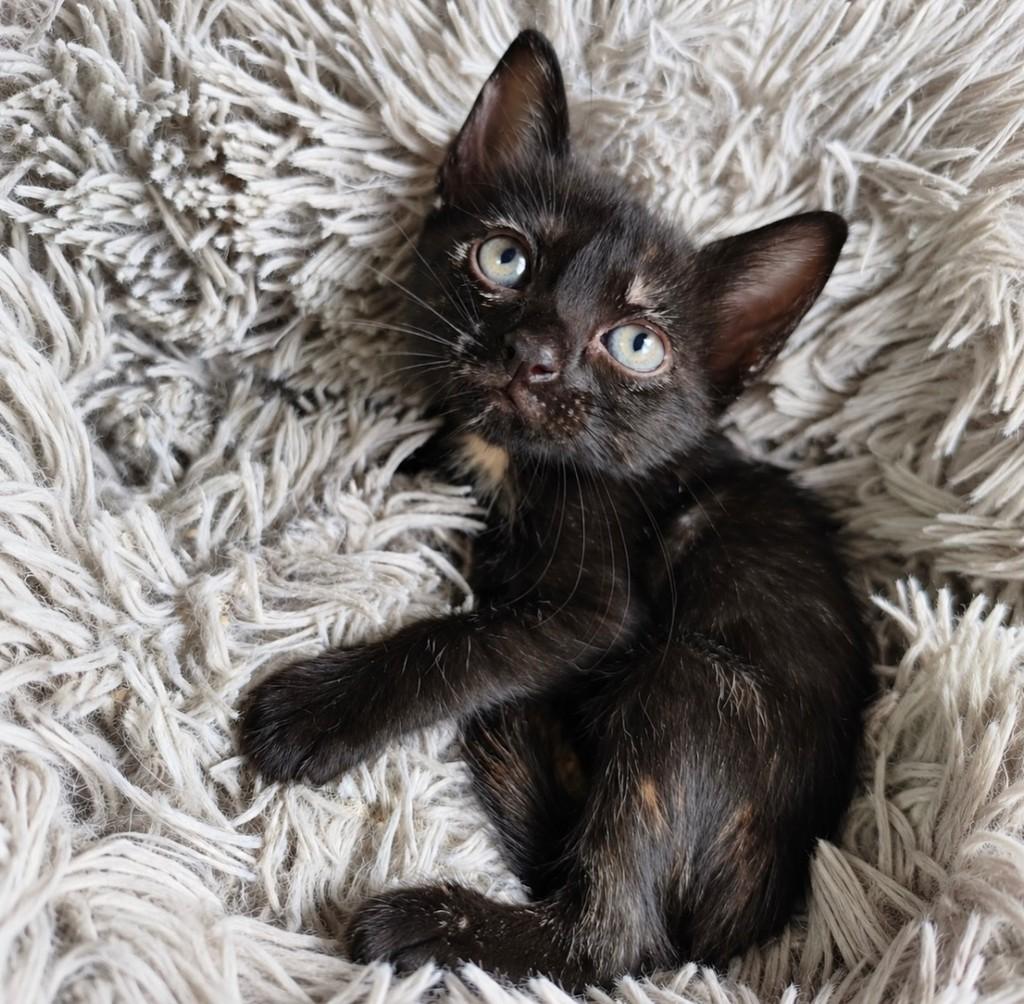 Molly, gata de porte pequeno para adoção em Salvador - BA — foto 2 de 4