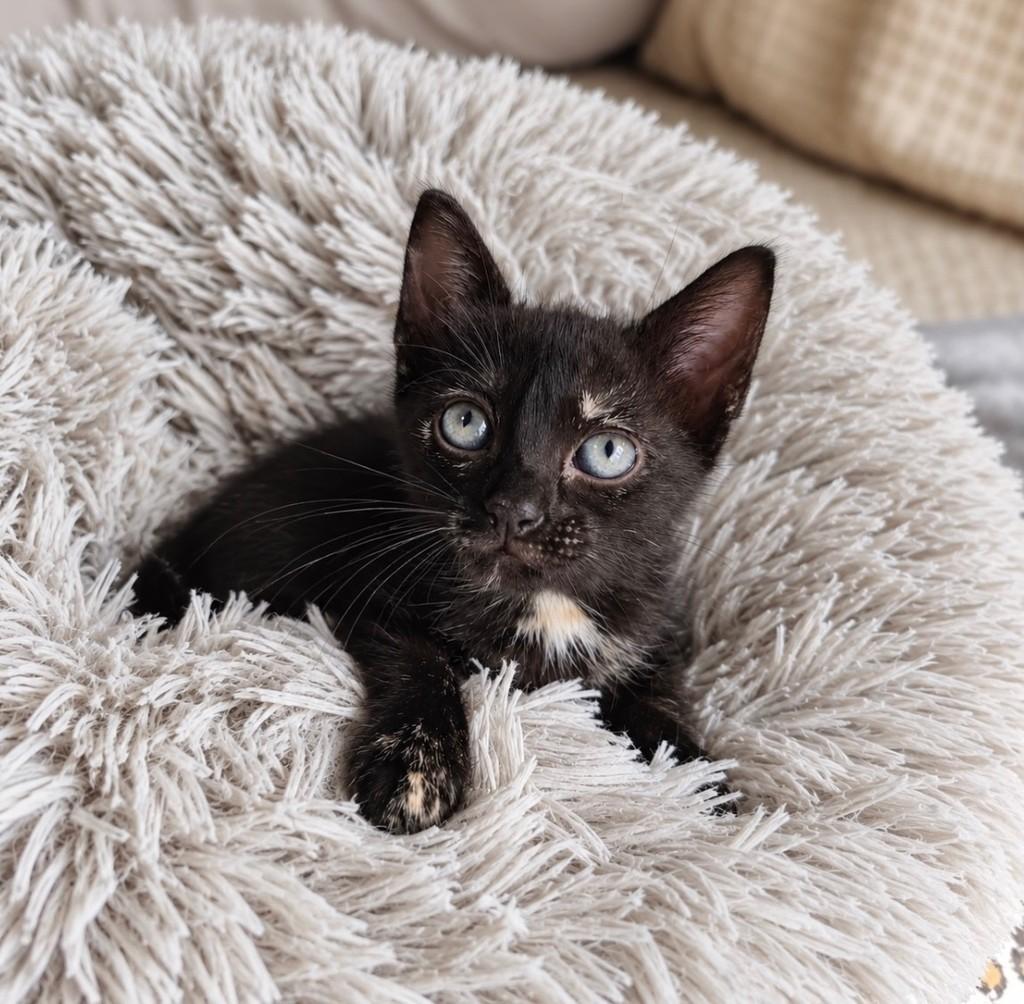 Molly, gata de porte pequeno para adoção em Salvador - BA — foto 3 de 4