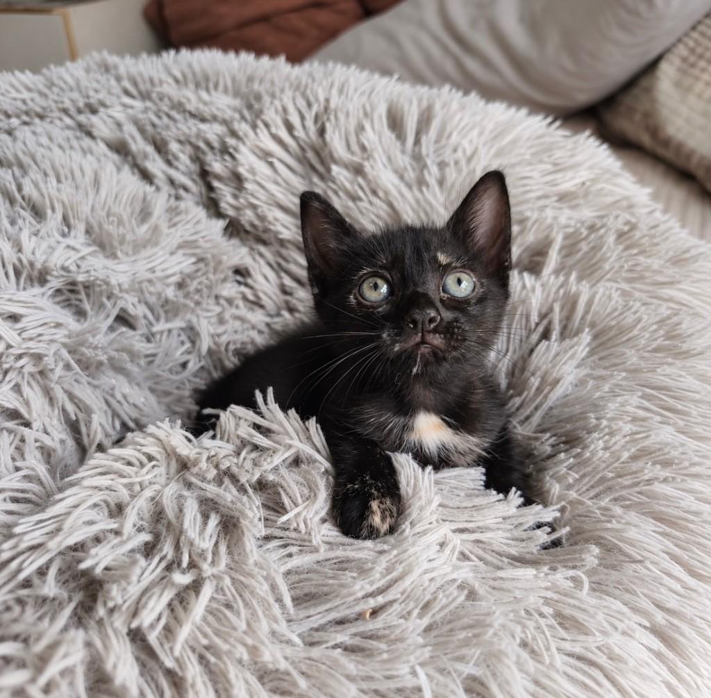 Molly, gata de porte pequeno para adoção em Salvador - BA — foto 4 de 4