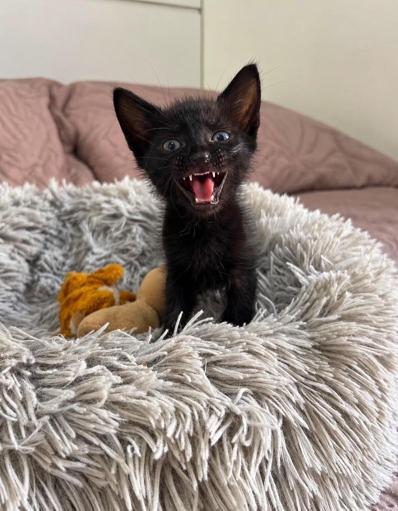 Rodolfo, gato de porte pequeno para adoção em Salvador - BA
