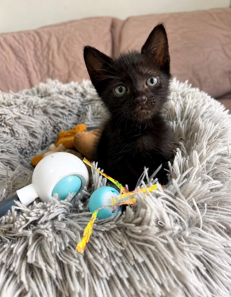 Rodolfo, gato de porte pequeno para adoção em Salvador - BA — foto 2 de 2