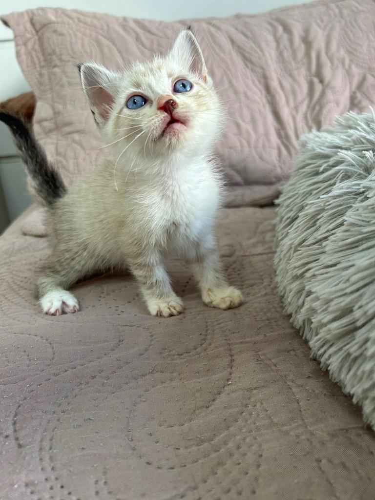 Tifanny, gata de porte pequeno para adoção em Salvador - BA — foto 2 de 4