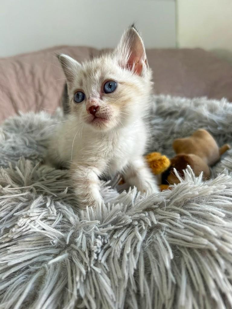 Tifanny, gata de porte pequeno para adoção em Salvador - BA — foto 3 de 4