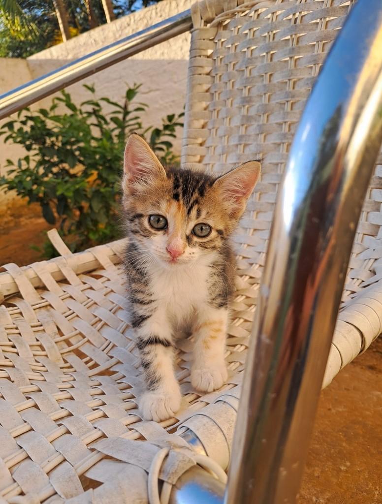 Lily, gata de porte pequeno para adoção em Salvador - BA