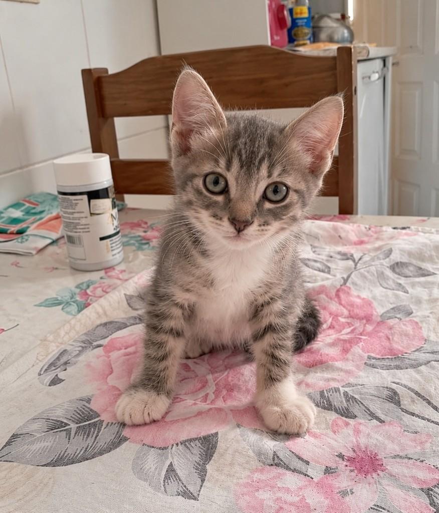 Teddy, gato de porte pequeno para adoção em Salvador - BA