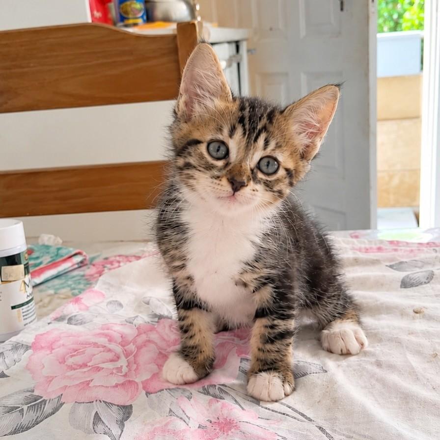 Tom, gato de porte pequeno para adoção em Salvador - BA
