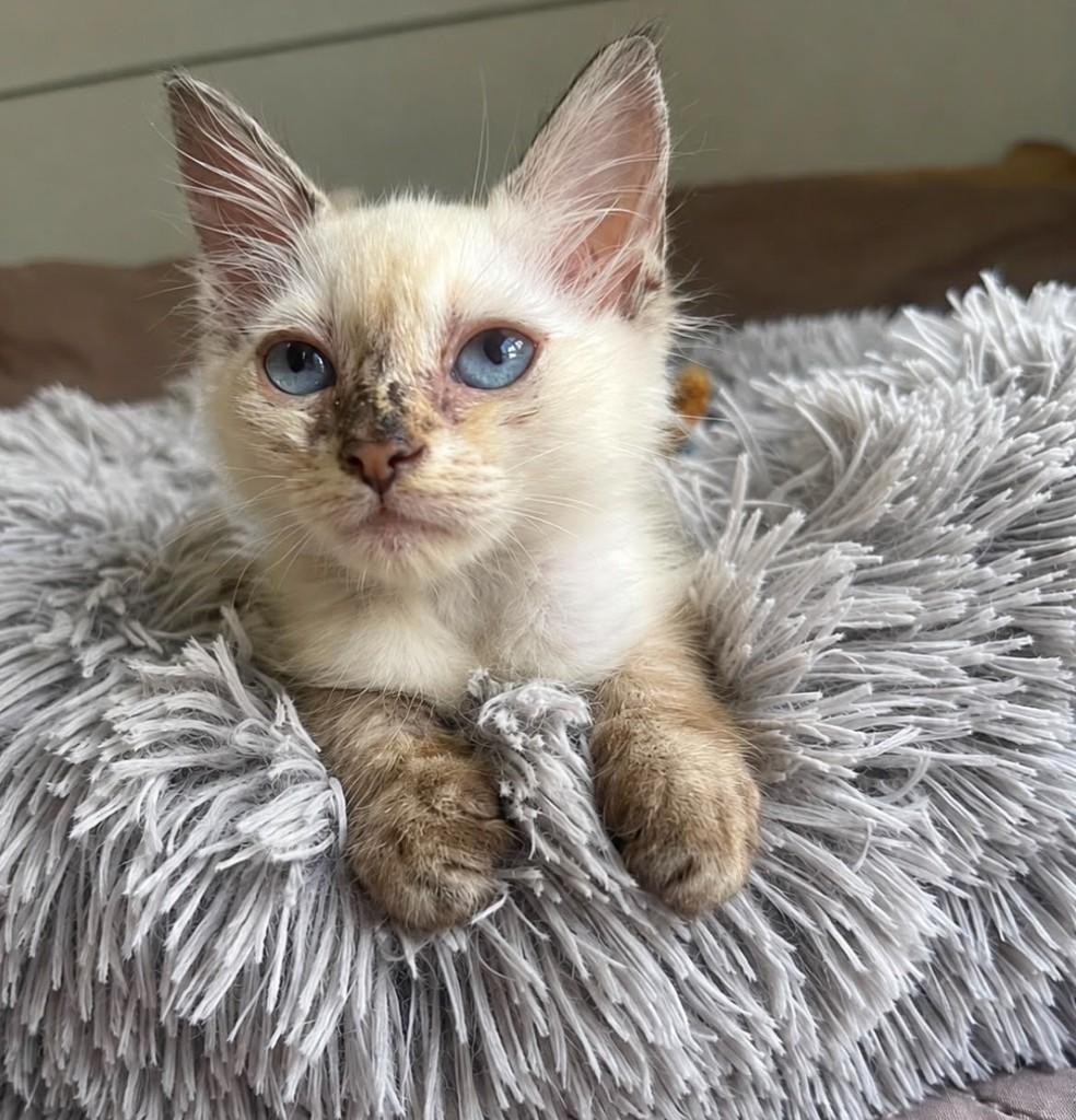 Amora, gata de porte pequeno para adoção em Salvador - BA