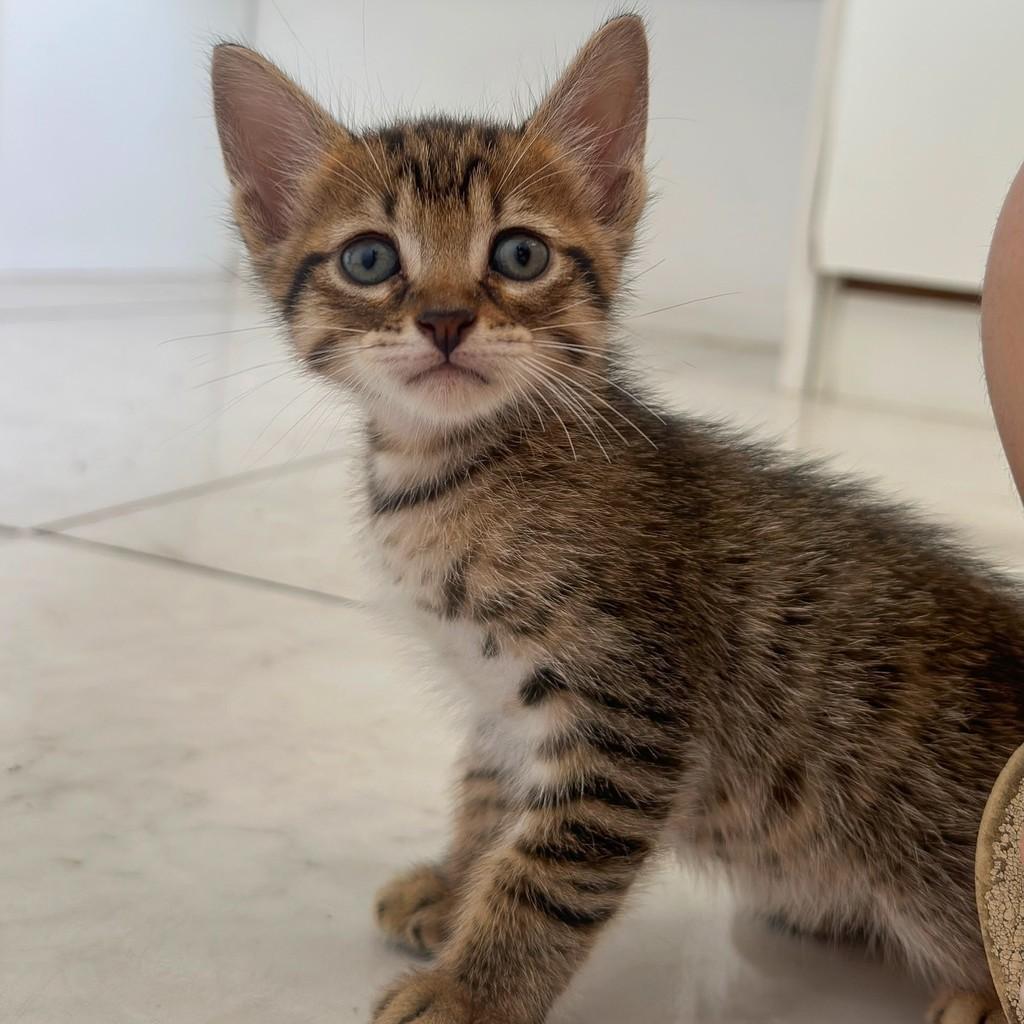 Robb, gato de porte pequeno para adoção em Salvador - BA