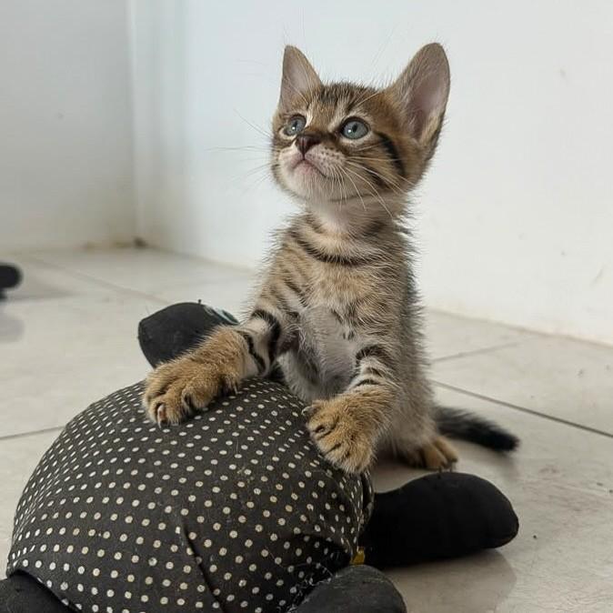 Robb, gato de porte pequeno para adoção em Salvador - BA — foto 2 de 3