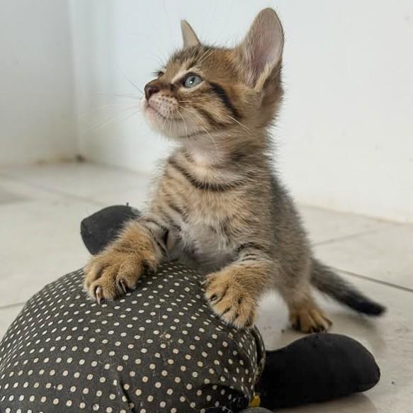 Robb, gato de porte pequeno para adoção em Salvador - BA — foto 3 de 3