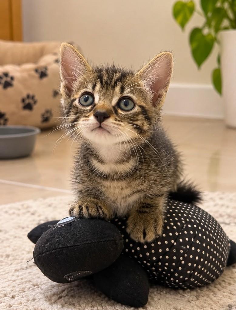 Jon, gato de porte pequeno para adoção em Salvador - BA