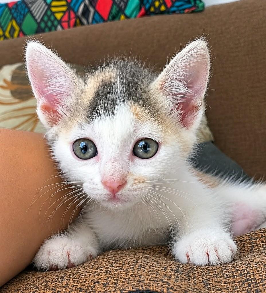 Aurora, gata de porte pequeno para adoção em Salvador - BA