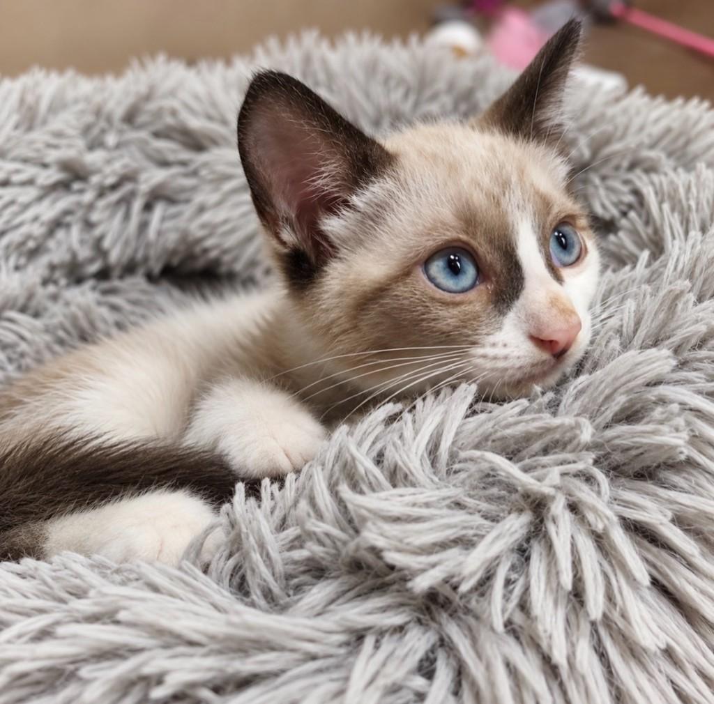 Milly, gata de porte pequeno para adoção em Salvador - BA