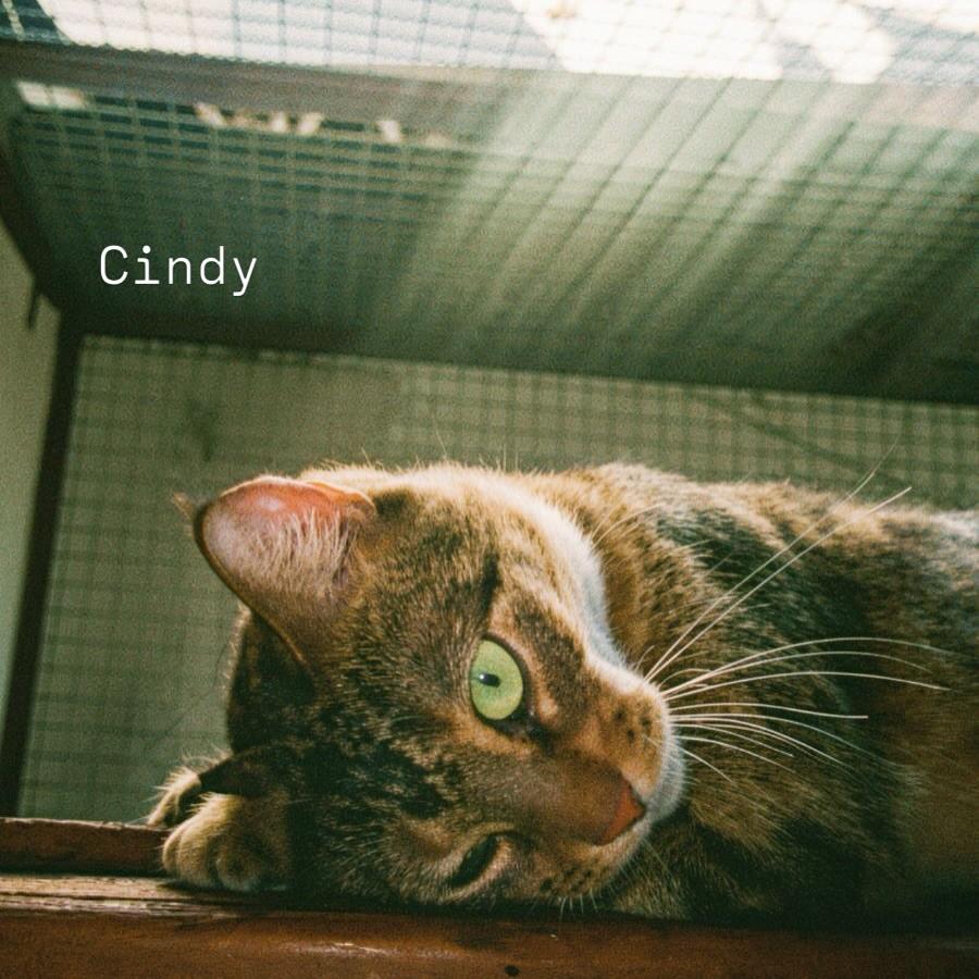 Cindy, gata para adoção em Vitória - ES