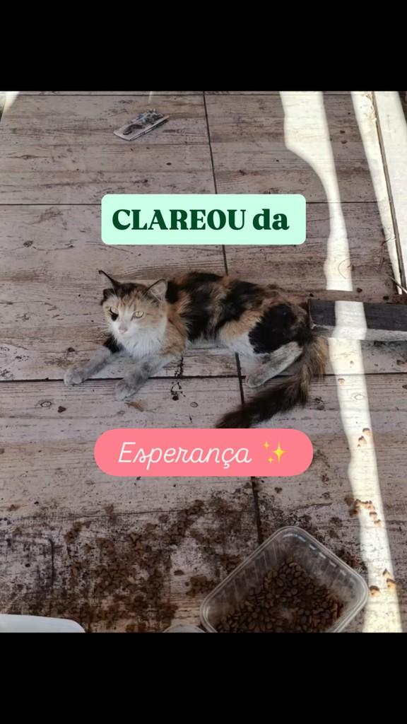 Esperança, gato de porte pequeno para adoção em Vitória - ES