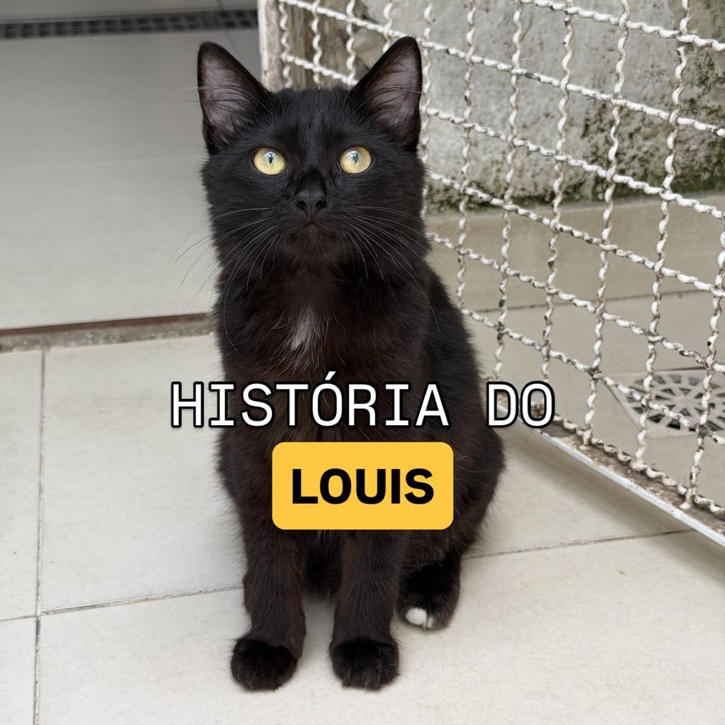 Louis, gato de porte pequeno para adoção em Vitória - ES