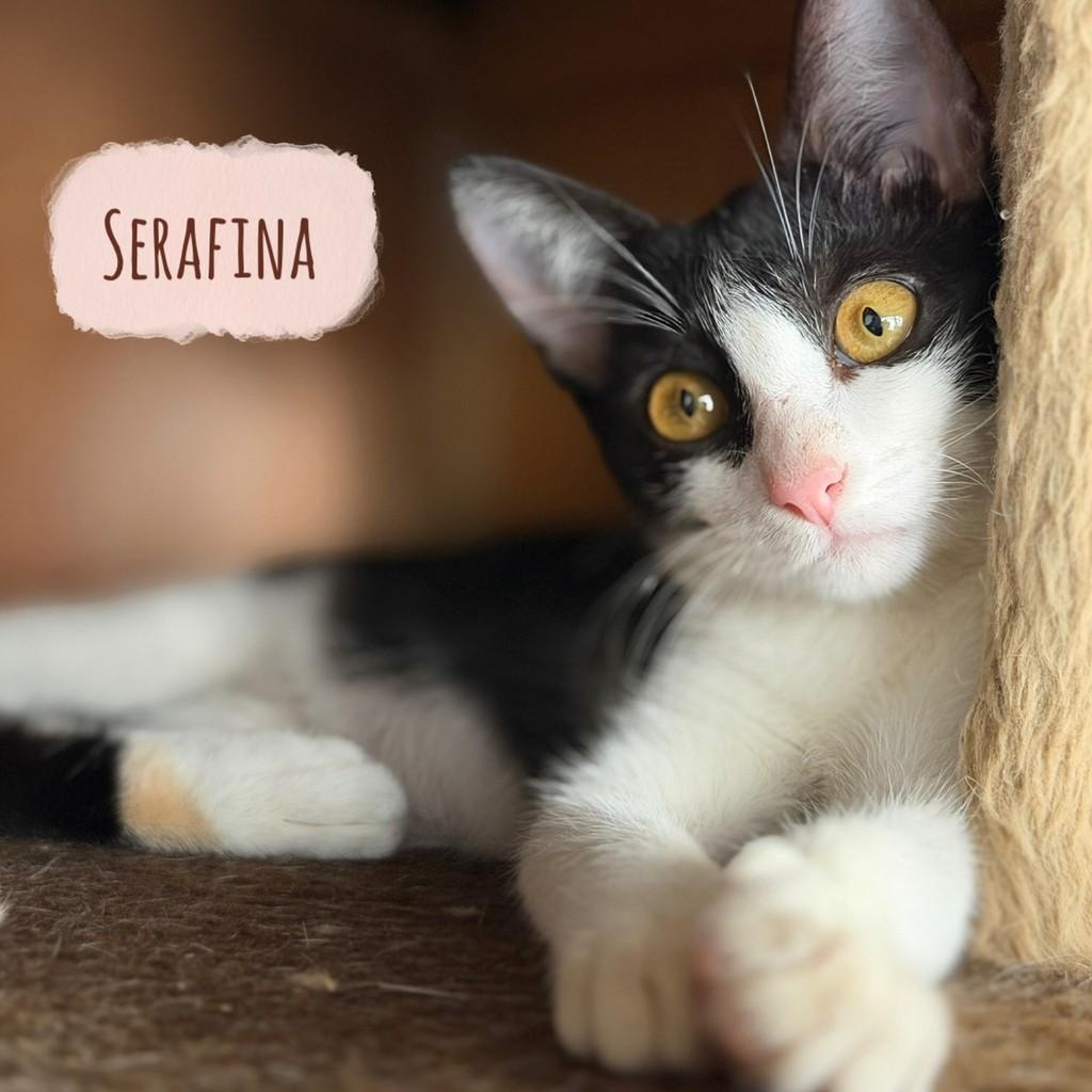 Serafina, gato para adoção em Vitória - ES