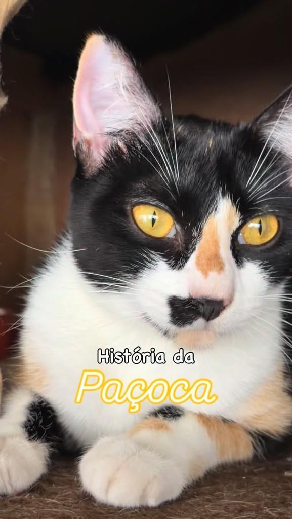 Pupilo Paçoca, gata de porte médio para adoção em Vitória - ES