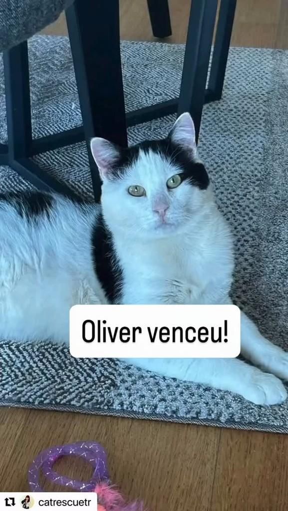 Oliver, gato de porte pequeno para adoção em Vitória - ES