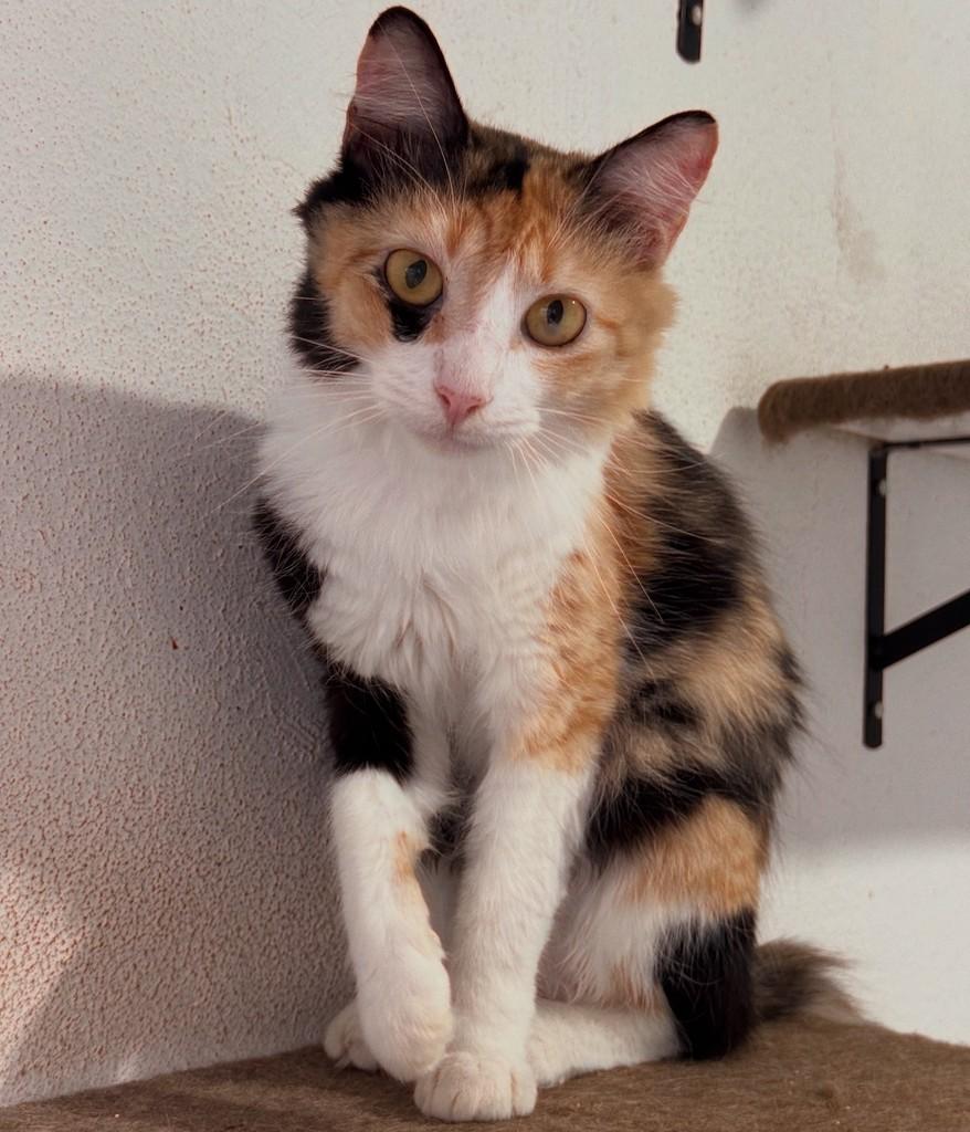 Mocinha, gato de porte pequeno para adoção em Vitória - ES