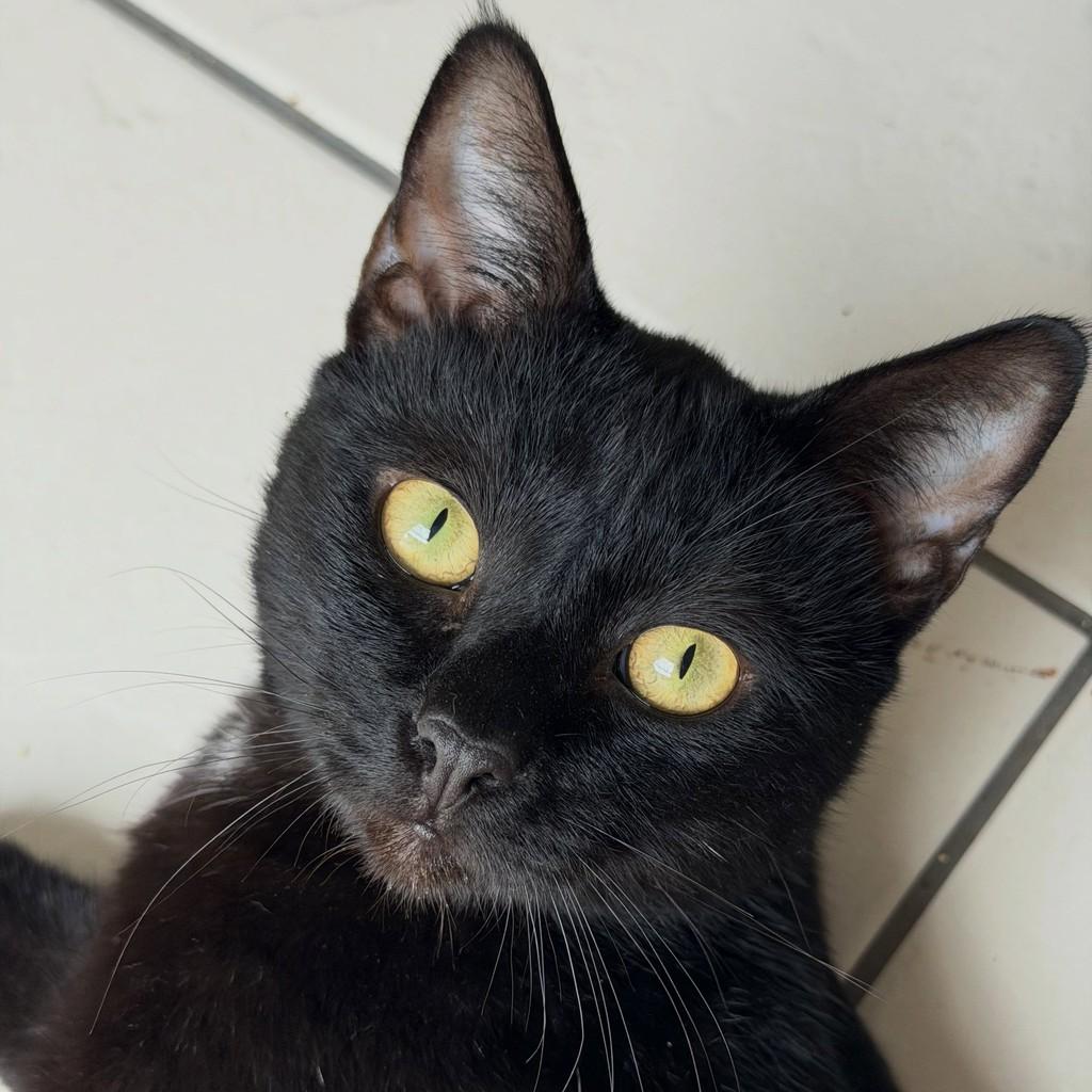 Zeca, gato de porte médio para adoção em Vitória - ES