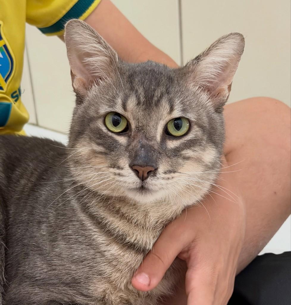 Pupilo Fred, gato de porte médio para adoção em Vitória - ES