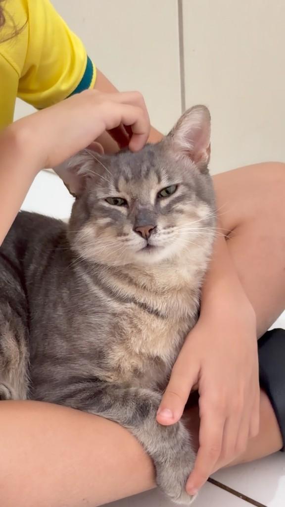 Fred, gato de porte médio para adoção em Vitória - ES