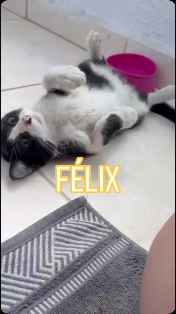 Felix, gato de porte pequeno para adoção em Vitória - ES