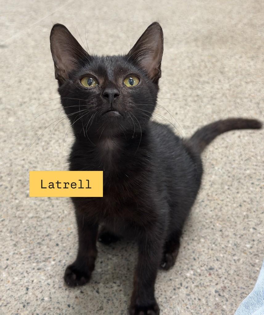 Latrellzinho, gato de porte pequeno para adoção em Vitória - ES