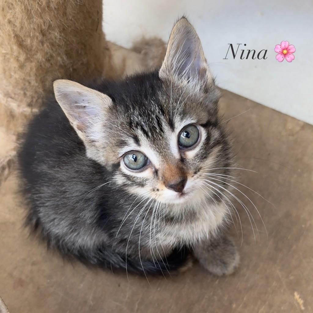 Nina, gata de porte pequeno para adoção em Vitória - ES