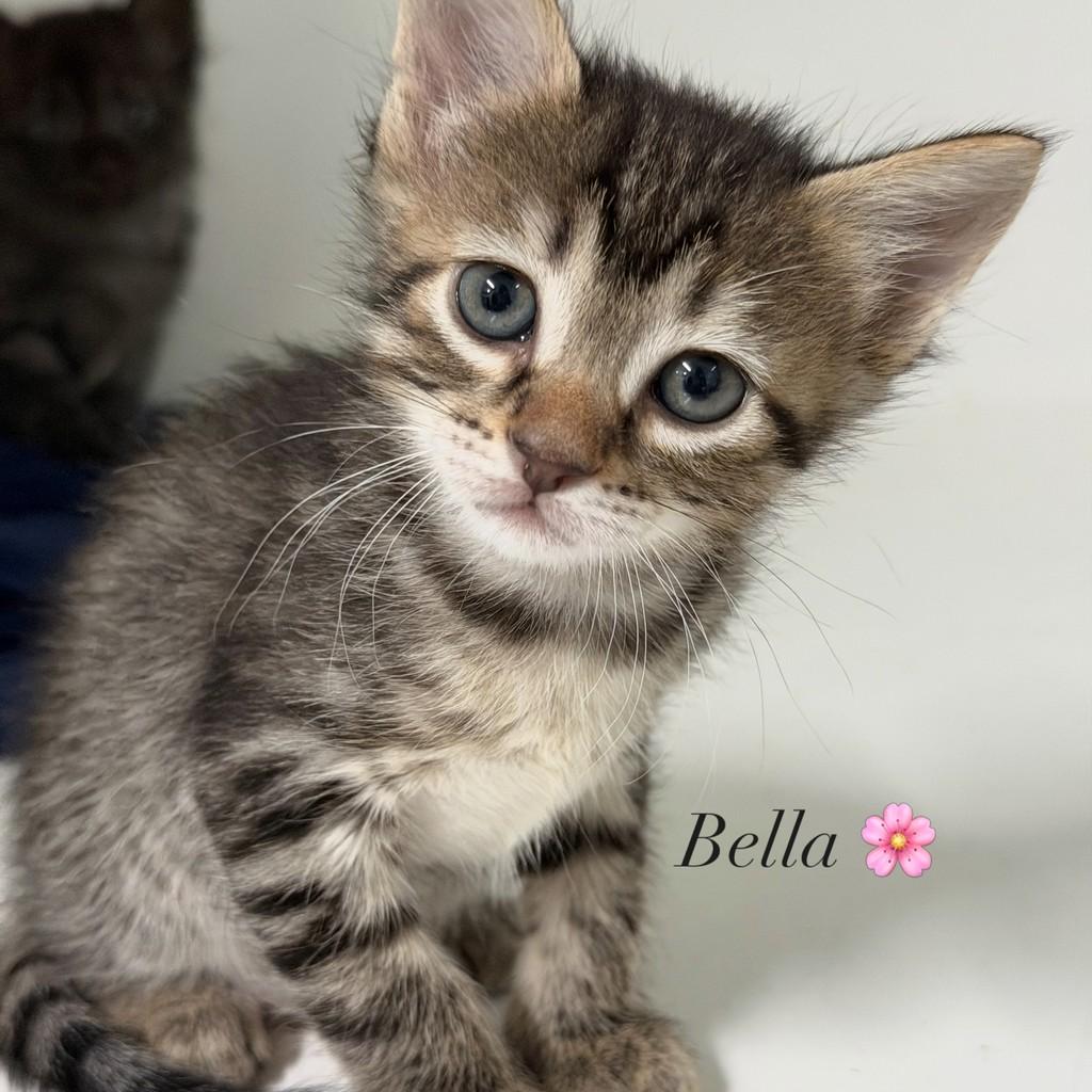 Pupilo Bella, gato de porte pequeno para adoção em Vitória - ES