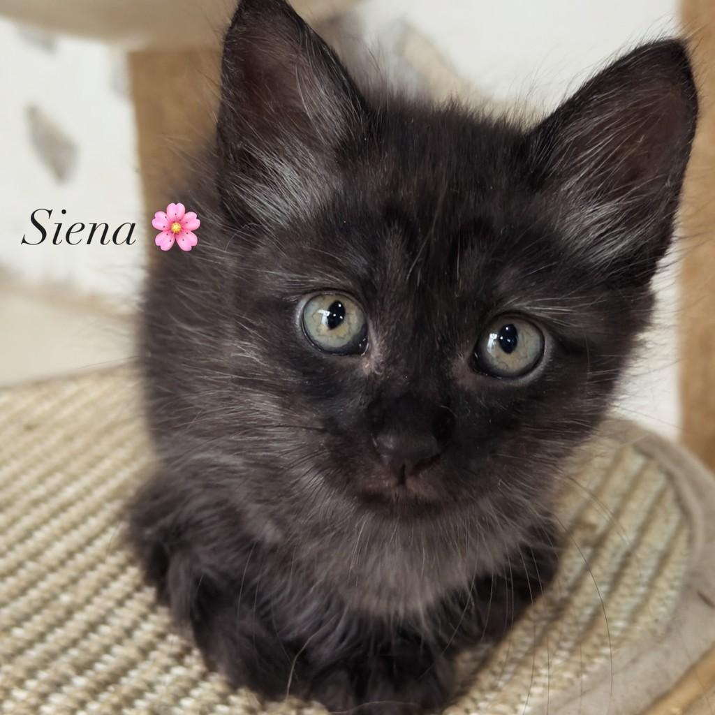 Pupilo Siena, gata de porte pequeno para adoção em Vitória - ES