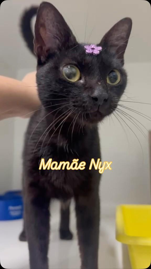 Nyx, gata de porte pequeno para adoção em Vitória - ES