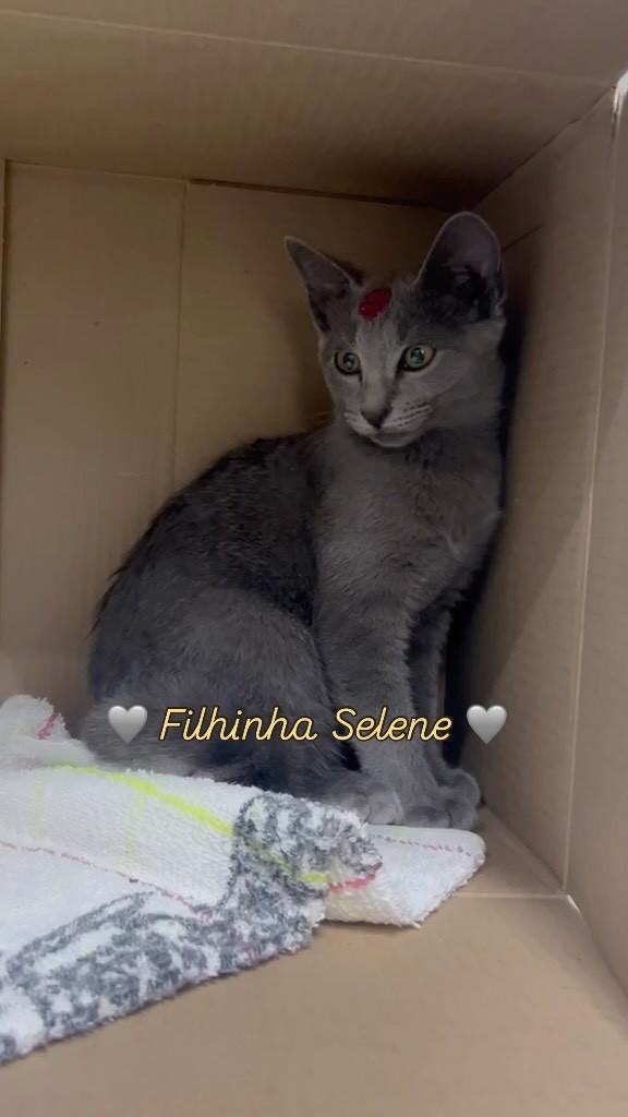 Selene, gato de porte pequeno para adoção em Vitória - ES