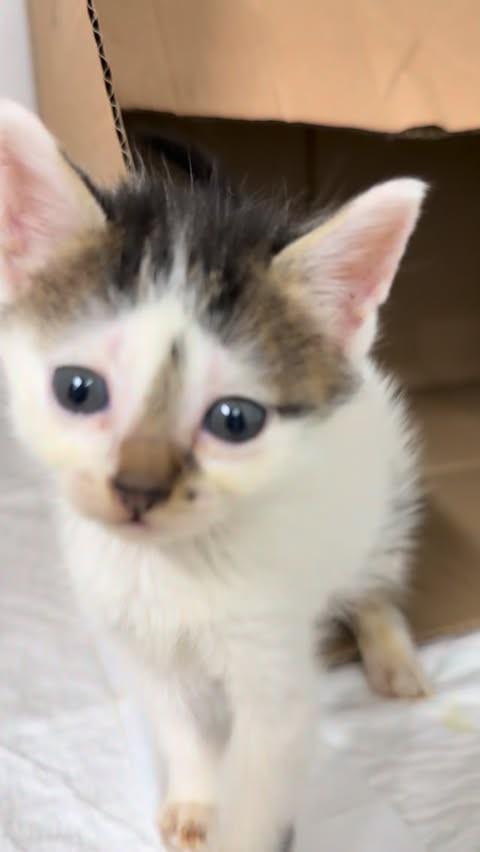 Madeleine, gato de porte pequeno para adoção em Vitória - ES