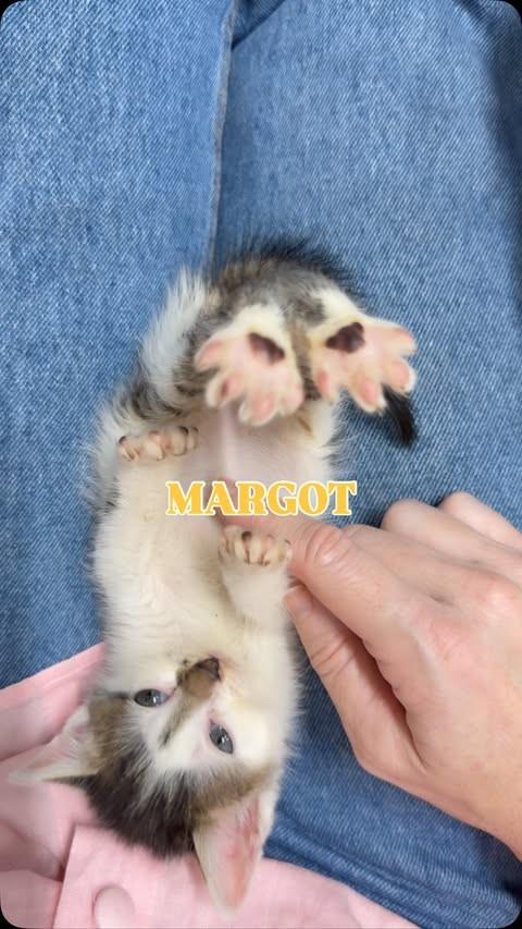 Pupilinha Margot, gata de porte pequeno para adoção em Vitória - ES