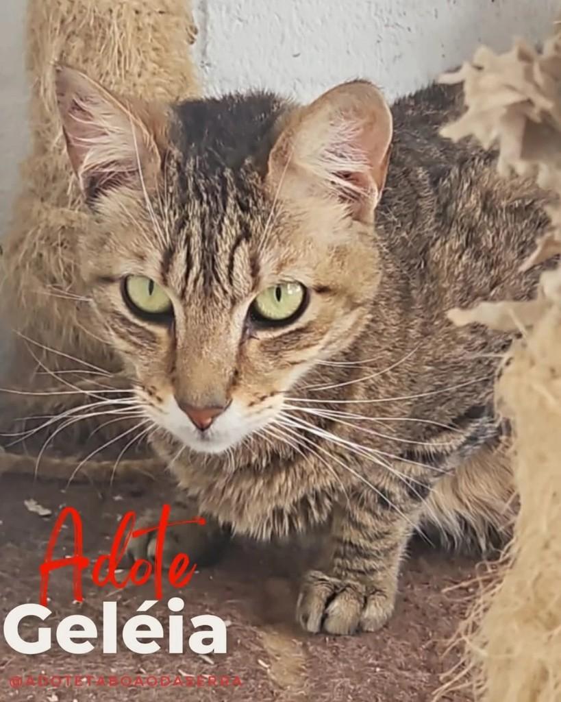 Geléia, gato para adoção em Taboão da Serra - SP