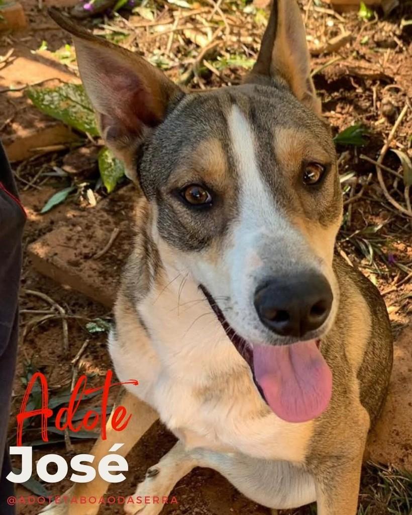 José, cachorro de porte médio para adoção em Taboão da Serra - SP