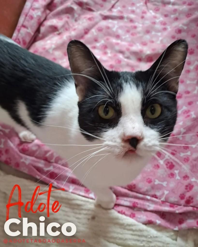 Chico, gato de porte médio para adoção em Taboão da Serra - SP