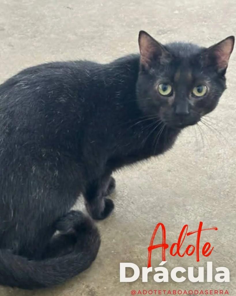 Drácula, gato de porte médio para adoção em Taboão da Serra - SP