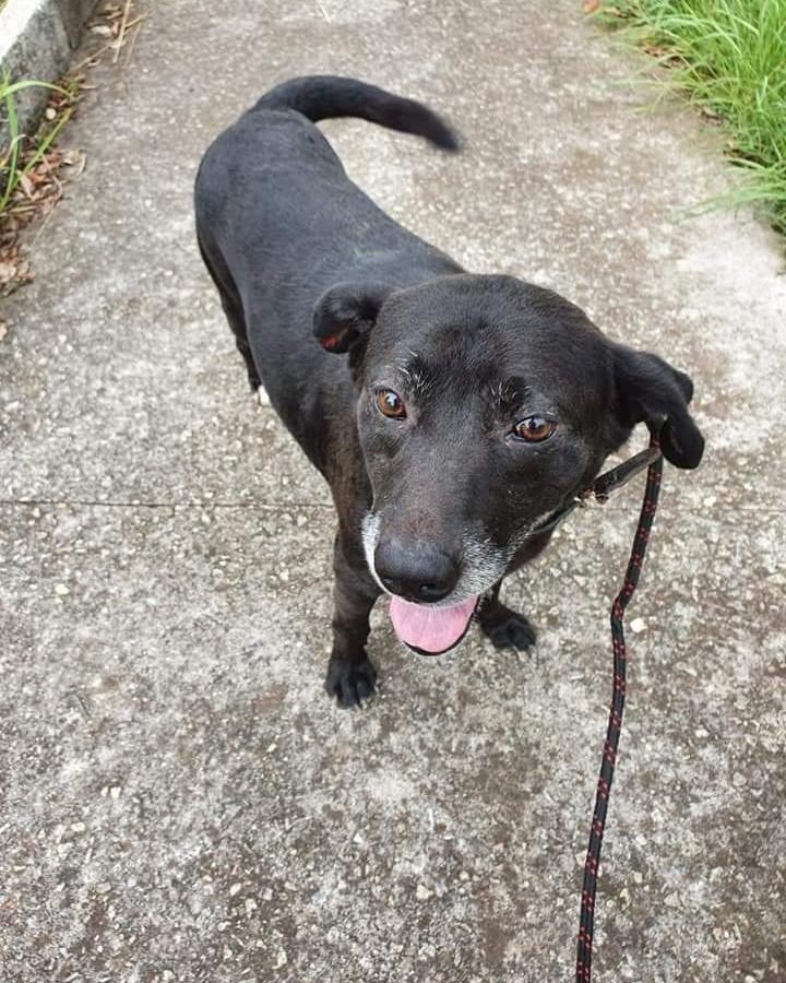 Siricutico, cachorro de porte médio para adoção em Taboão da Serra - SP