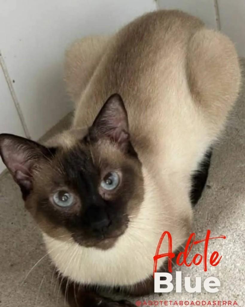Blue, gato para adoção em Taboão da Serra - SP